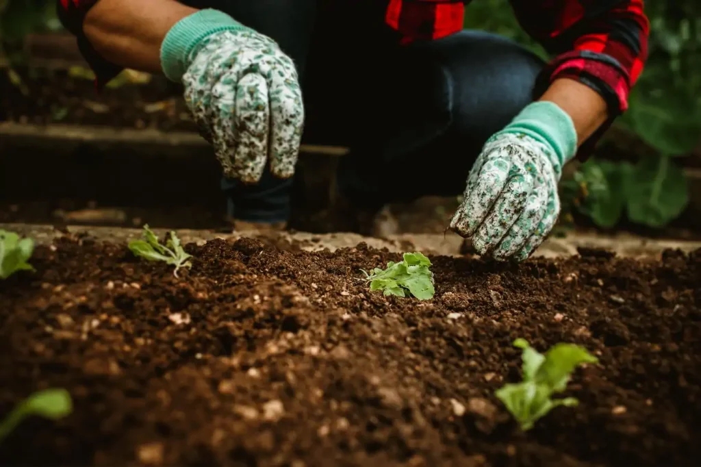 Mains travaillant la terre dans un potager